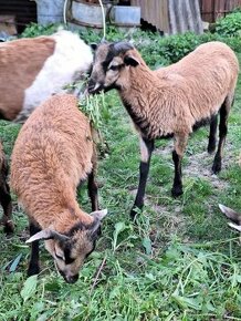 Kametunské ovce - 1