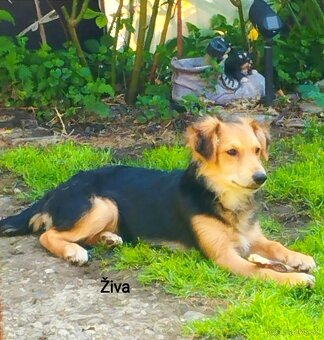 Veľká radosť, malá starosť🐶