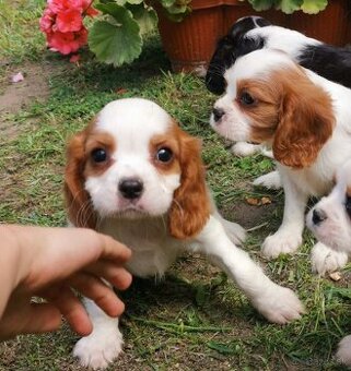 Cavalier King Charles Spaniel,cavalier