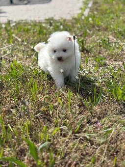 pomeranian