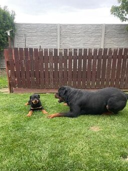Rotvajler, Rtw, Rottweiler
