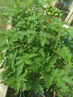 Planty priesady rajciny paradajky