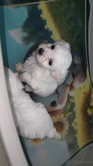 Mini maltezak steniatka