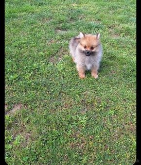 Oranžový špic -Pomeranian