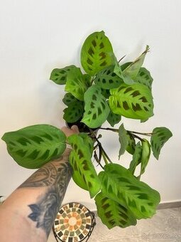 Maranta Kerchoveana