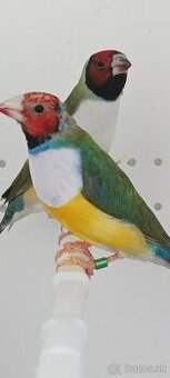 Amadina Gouldova