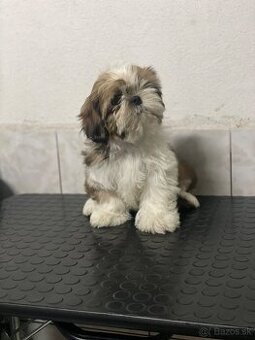 Shih-tzu fenka s PP (shihtzu, shih tzu , šicu, sicu)