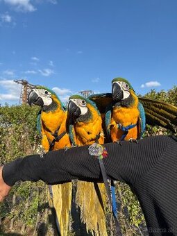 Ara Ararauna