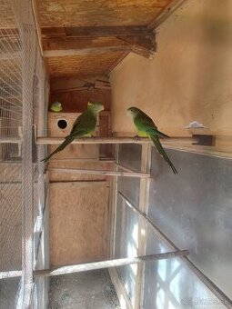 Papagáj Nádherný-Barabant