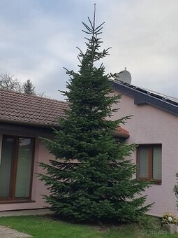 Kaukazská jedľa 6m predám