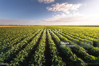 Pozemok Veľké Leváre