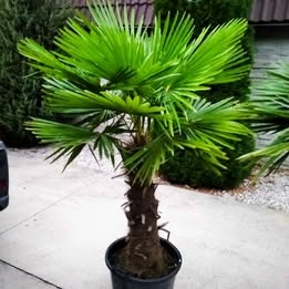 Mrazuvzdorne palmy trachycarpus Fortunei