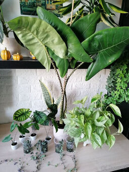 Izbové rastliny / kvety