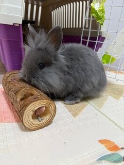 Zakrslý králik , zajac