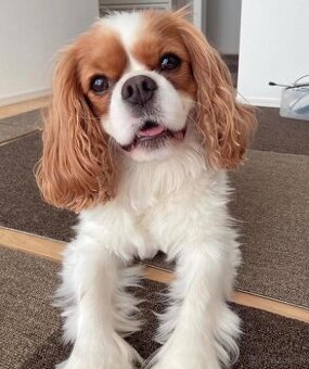Šteniatko Cavalier King Charles na adopciu.