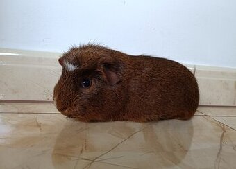 Morčatá ,Morča,Morské prasiatka