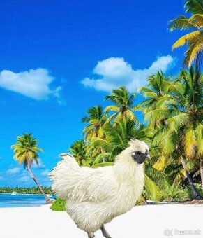 Kohút Hodvábničky (Silkie)