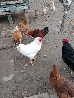 Predám kohúta Oravka biela