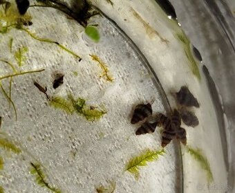 Clea helena – dravé slimáky proti premnoženiu