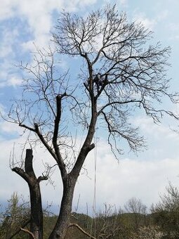 Spilovanie stromov, orezávanie stromov, výškové práce