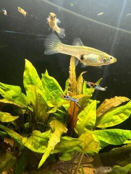 Endlerky (japan blue) ancitrus,vežovky,kotulky