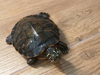 Pekné korytnačky vodné - pár