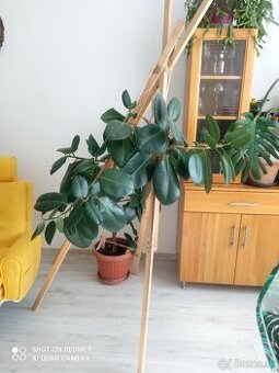 Ficus kaučukovník