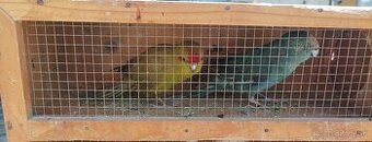Kakarik