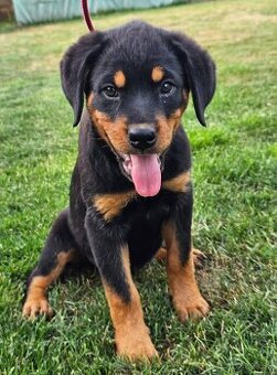 Rotvajler,rotveiler,rotvailer,rotwailer,rotweiler na predaj.