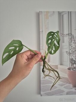 Monstera adansonii - zakorenená 4€