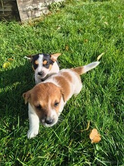 Jack Russel