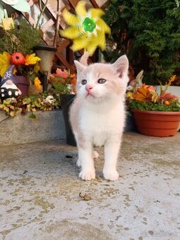 Darujem hravých a rozkošných kocúrikov