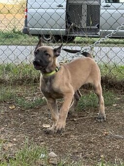 Darujem za veterinárne poplatky belgický ovčiak
