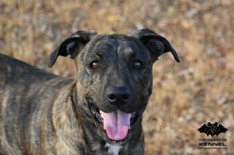 Darujem psa - Uruguajský Cimarron s PP - 1