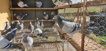 Predám poštové holuby / Eladók postagalambok