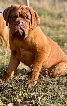 Bordeauxská doga s PP pes