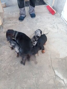 Predám jazveciky steniatka