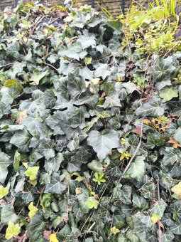 Brečtan popínavý (Hedera helix) –