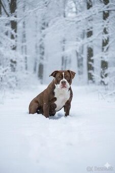 Predám American Bully -Apollo (6 mesiacov)