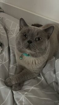 Krytie britský Modry a colorpoint Kocur krytie