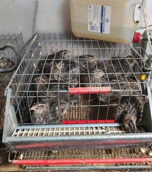 Klietka pre prepelice