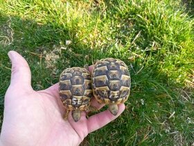 Predám malinké korytnačky