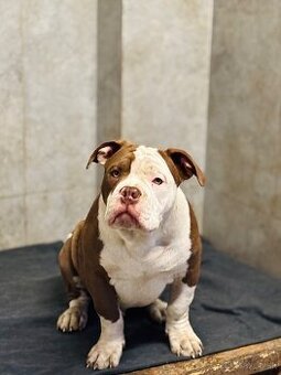 American Bully