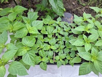 Chilli sadenice - rastliny