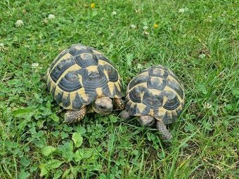 Rezervované Testudo Hermanni hermanni