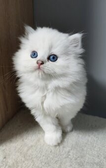 Britské mačiatka s PP❤️extra kvalita❤️