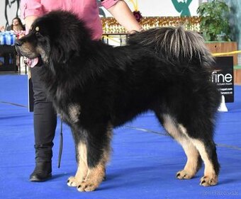 Tibetská doga steniatka PP (FCI) 2025/26