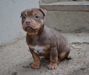 American bully pocket / shar pei (odber 14.11)