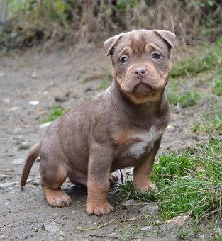 American bully pocket / shar pei (odber 14.11)