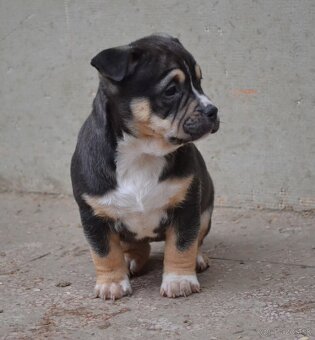 American bully pocket / shar pei (odber 14.11)